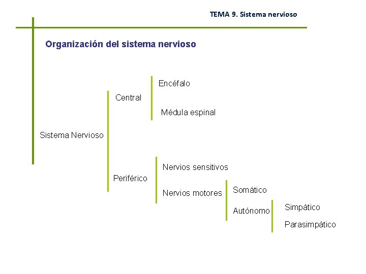 TEMA 9. Sistema nervioso Organización del sistema nervioso Encéfalo Central Médula espinal Sistema Nervioso