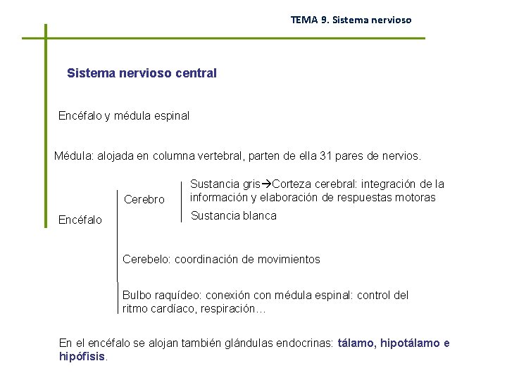 TEMA 9. Sistema nervioso central Encéfalo y médula espinal Médula: alojada en columna vertebral,