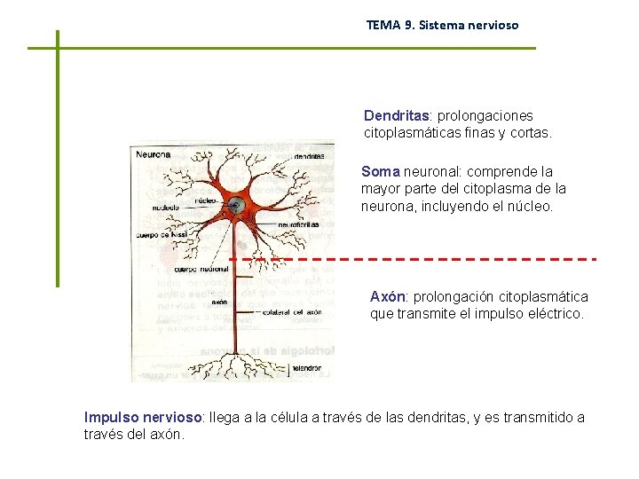 TEMA 9. Sistema nervioso Dendritas: prolongaciones citoplasmáticas finas y cortas. Soma neuronal: comprende la