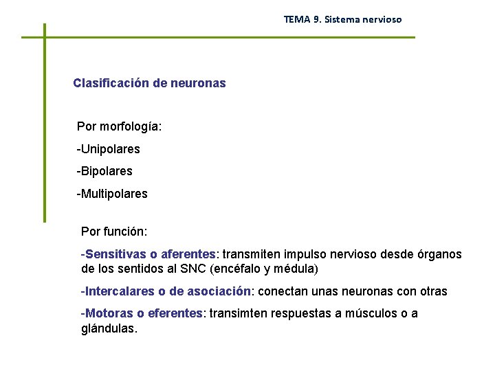 TEMA 9. Sistema nervioso Clasificación de neuronas Por morfología: -Unipolares -Bipolares -Multipolares Por función: