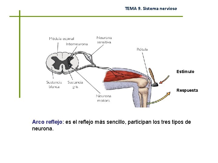 TEMA 9. Sistema nervioso Estímulo Respuesta Arco reflejo: es el reflejo más sencillo, participan