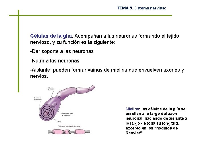 TEMA 9. Sistema nervioso Células de la glía: Acompañan a las neuronas formando el