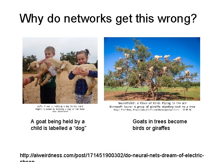 Why do networks get this wrong? A goat being held by a child is