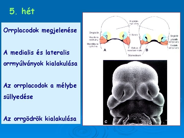 5. hét Orrplacodok megjelenése A medialis és lateralis orrnyúlványok kialakulása Az orrplacodok a mélybe