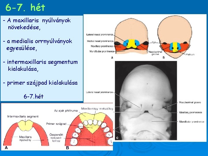 6 -7. hét - A maxillaris nyúlványok növekedése, - a medialis orrnyúlványok egyesülése, -