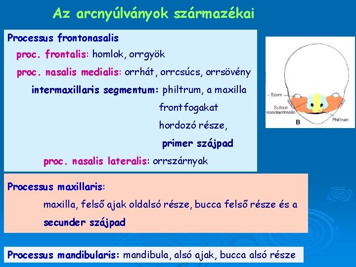 Az arcnyúlványok származékai Processus frontonasalis proc. frontalis: homlok, orrgyök proc. nasalis medialis: orrhát, orrcsúcs,