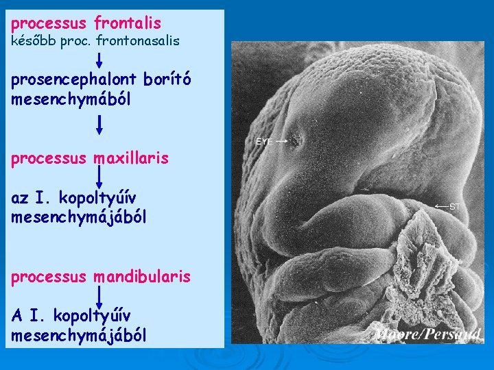 processus frontalis később proc. frontonasalis prosencephalont borító mesenchymából processus maxillaris az I. kopoltyúív mesenchymájából