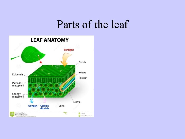 Parts of the leaf 