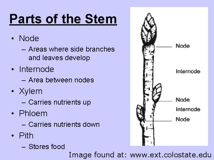 Parts of the Stem • Node – Areas where side branches and leaves develop