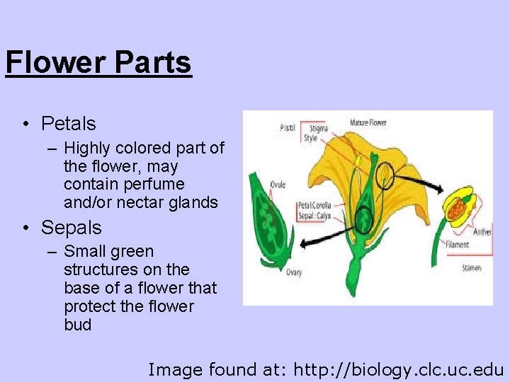 Flower Parts • Petals – Highly colored part of the flower, may contain perfume