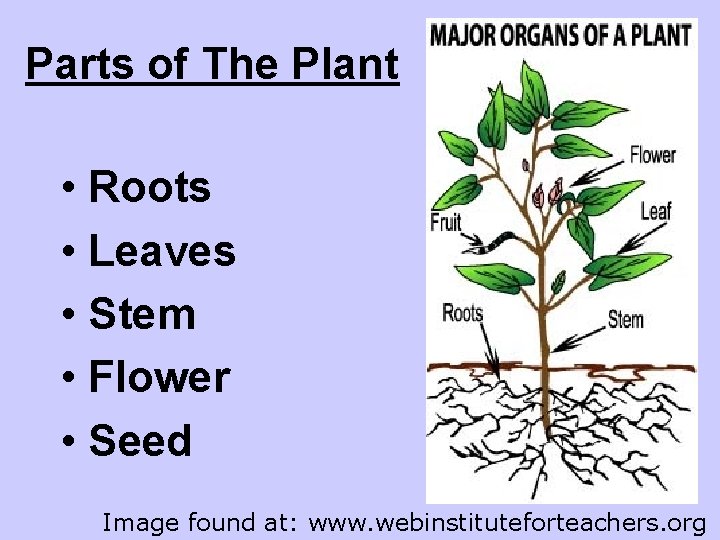 Parts of The Plant • Roots • Leaves • Stem • Flower • Seed