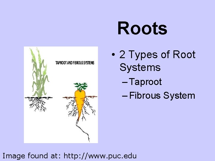 Roots • 2 Types of Root Systems – Taproot – Fibrous System Image found