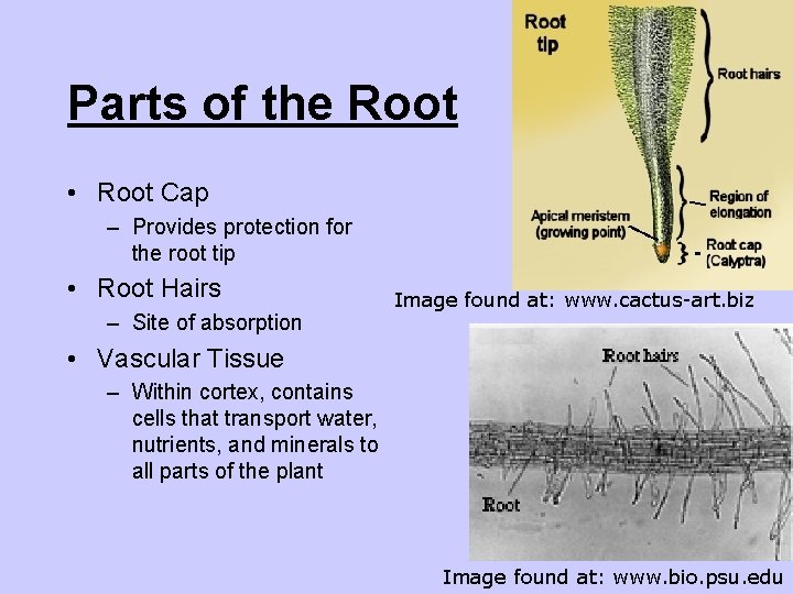 Parts of the Root • Root Cap – Provides protection for the root tip