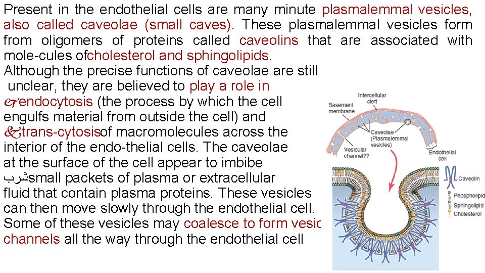 Present in the endothelial cells are many minute plasmalemmal vesicles, also called caveolae (small