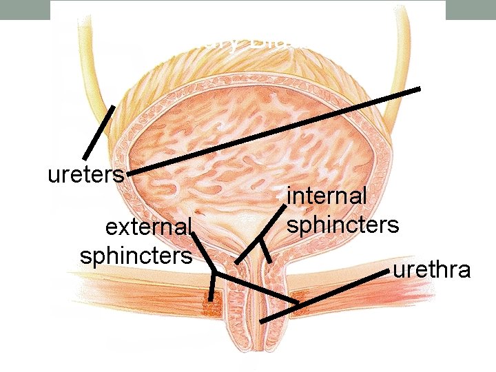 Urinary Bladder ureters external sphincters internal sphincters urethra 