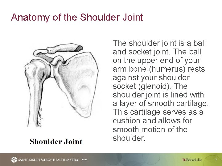 Anatomy of the Shoulder Joint The shoulder joint is a ball and socket joint.