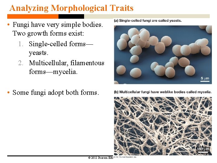 Analyzing Morphological Traits • Fungi have very simple bodies. Two growth forms exist: 1.