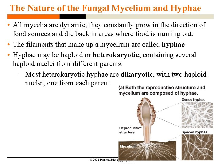 The Nature of the Fungal Mycelium and Hyphae • All mycelia are dynamic; they