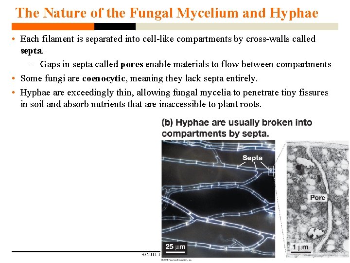 The Nature of the Fungal Mycelium and Hyphae • Each filament is separated into