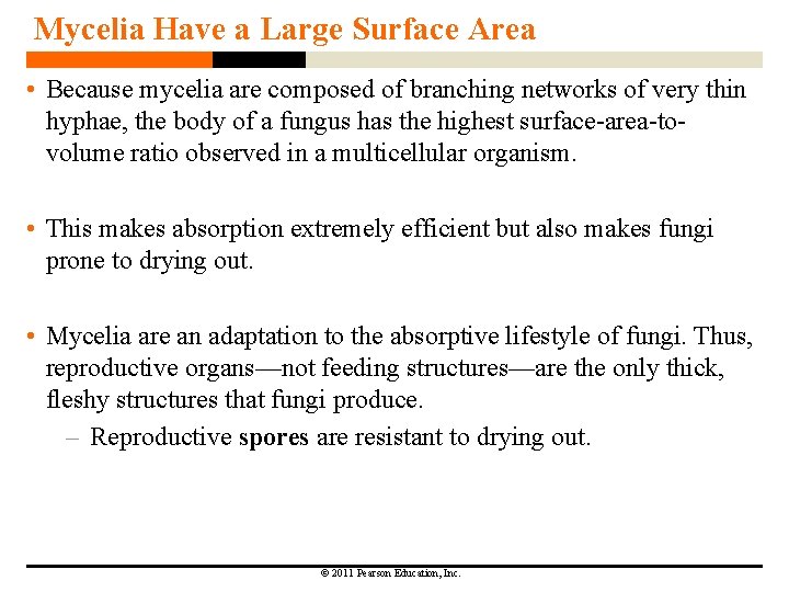 Mycelia Have a Large Surface Area • Because mycelia are composed of branching networks