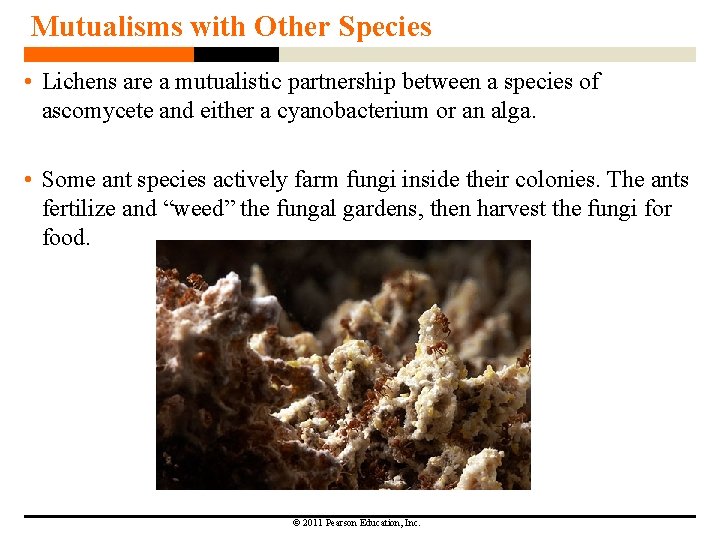 Mutualisms with Other Species • Lichens are a mutualistic partnership between a species of