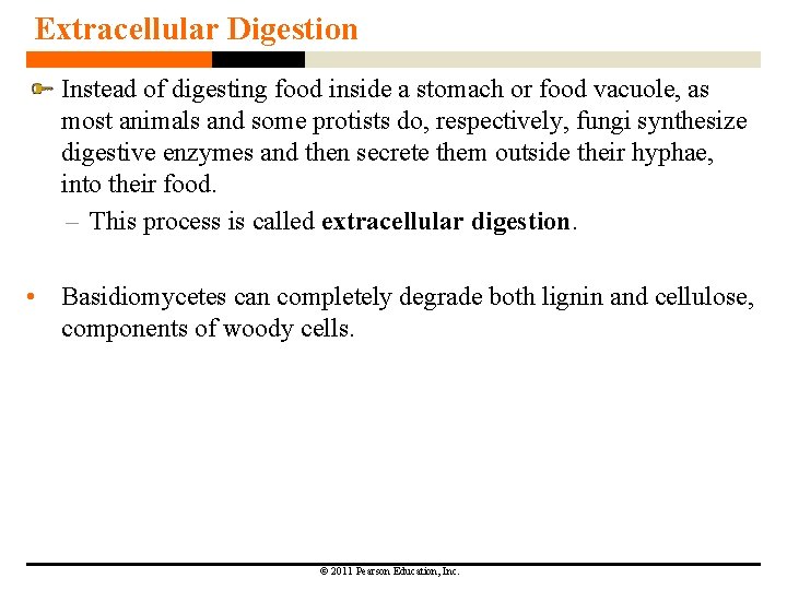 Extracellular Digestion Instead of digesting food inside a stomach or food vacuole, as most