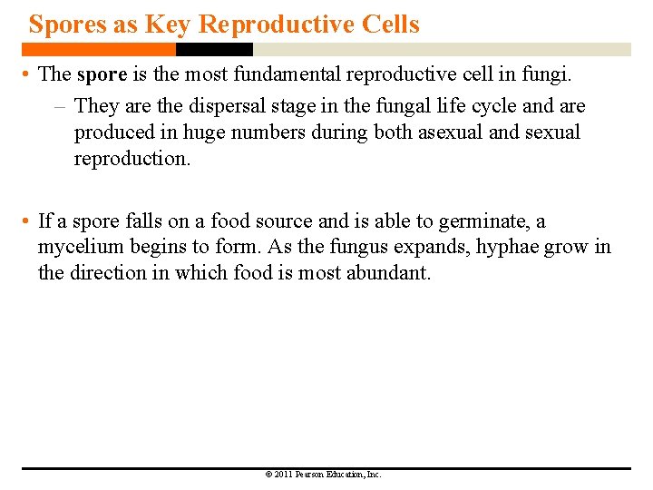 Spores as Key Reproductive Cells • The spore is the most fundamental reproductive cell