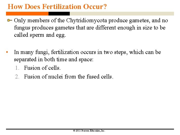 How Does Fertilization Occur? Only members of the Chytridiomycota produce gametes, and no fungus