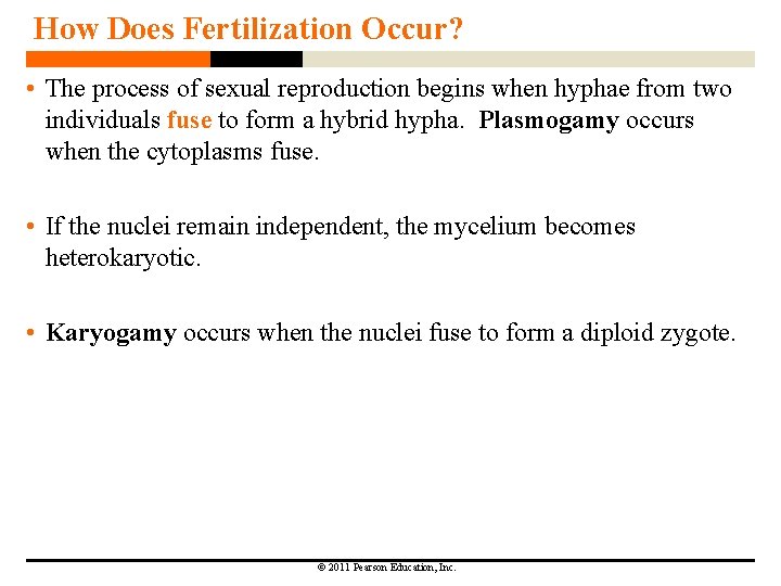 How Does Fertilization Occur? • The process of sexual reproduction begins when hyphae from