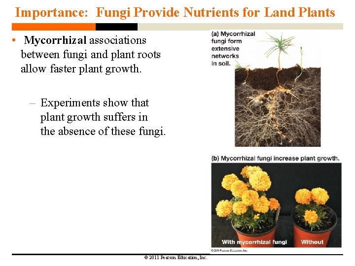 Importance: Fungi Provide Nutrients for Land Plants • Mycorrhizal associations between fungi and plant