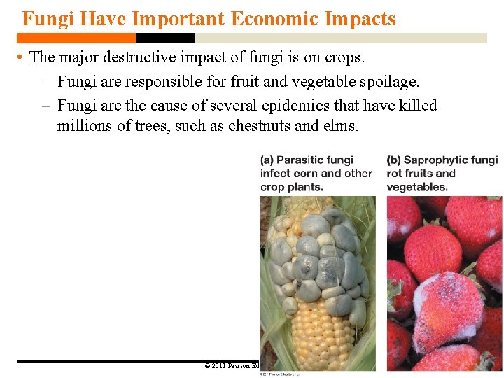 Fungi Have Important Economic Impacts • The major destructive impact of fungi is on