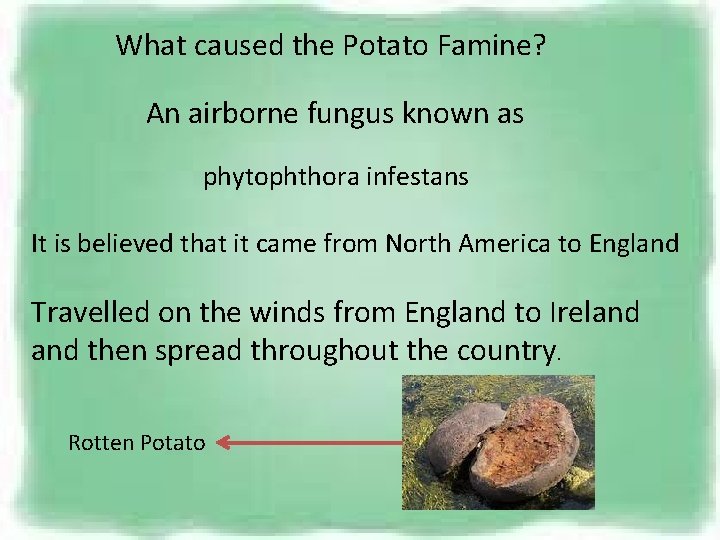 What caused the Potato Famine? An airborne fungus known as phytophthora infestans It is