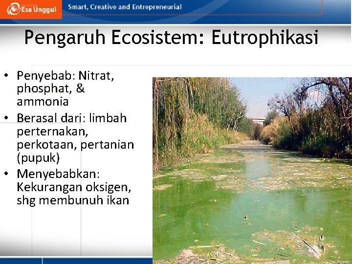 Pengaruh Ecosistem: Eutrophikasi • Penyebab: Nitrat, phosphat, & ammonia • Berasal dari: limbah perternakan,