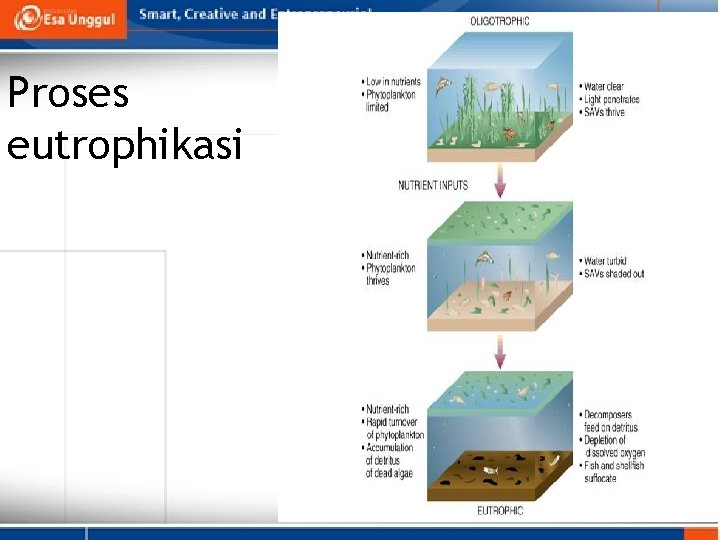 Proses eutrophikasi 