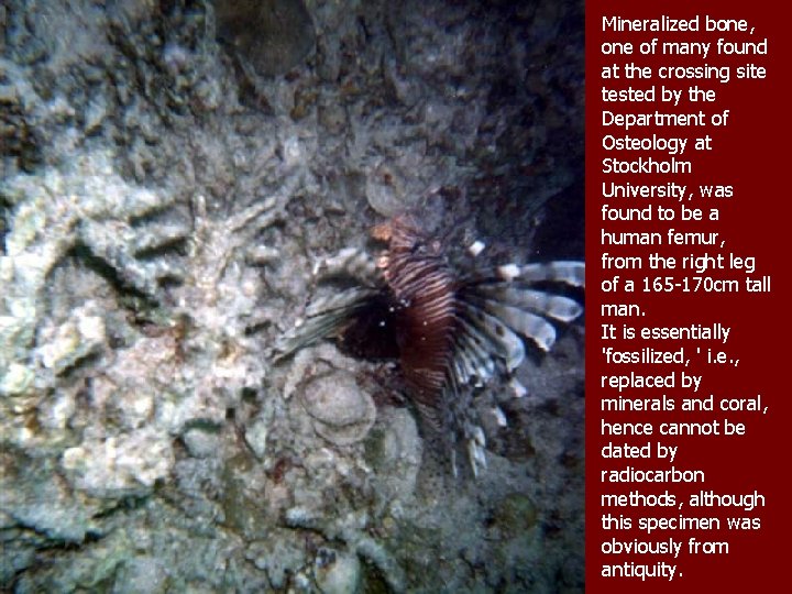 Mineralized bone, one of many found at the crossing site tested by the Department Mineralized bone, one of many found at the crossing site tested by the Department