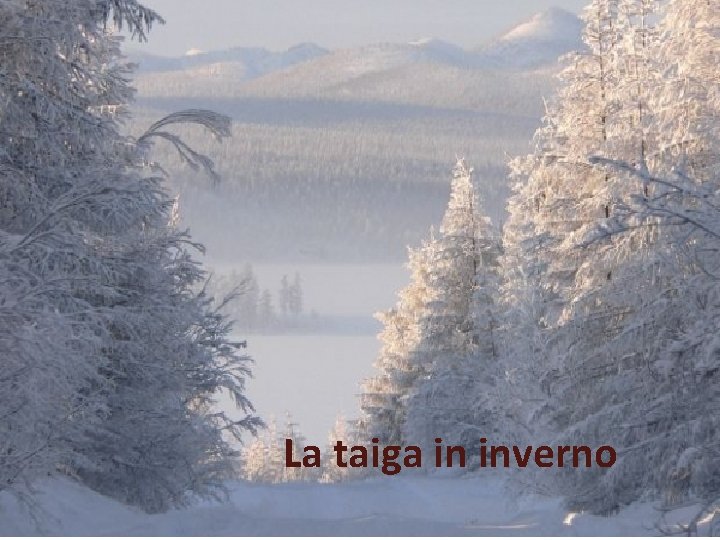 Taiga La Transiberiana attraverso la Taiga, sterminata foresta di conifere. La taiga in inverno