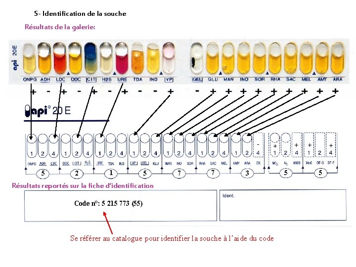 5 - Identification de la souche Résultats de la galerie: - 5 2 1