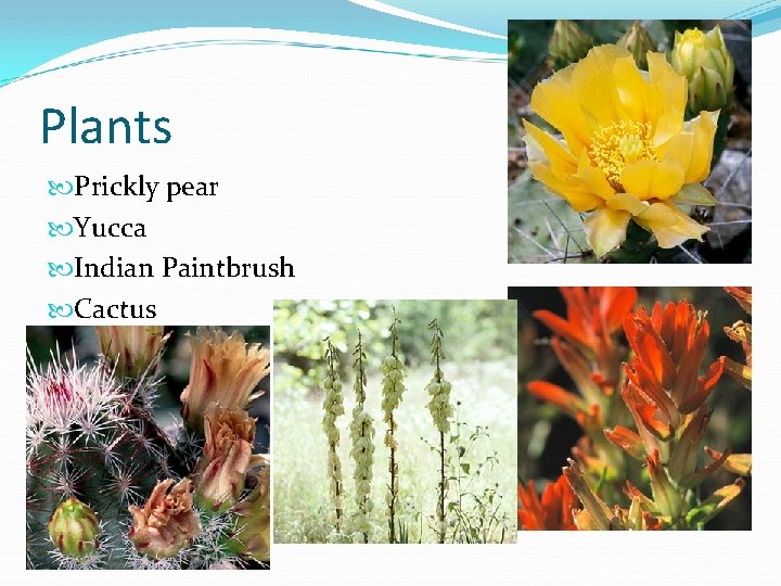 Plants Prickly pear Yucca Indian Paintbrush Cactus 