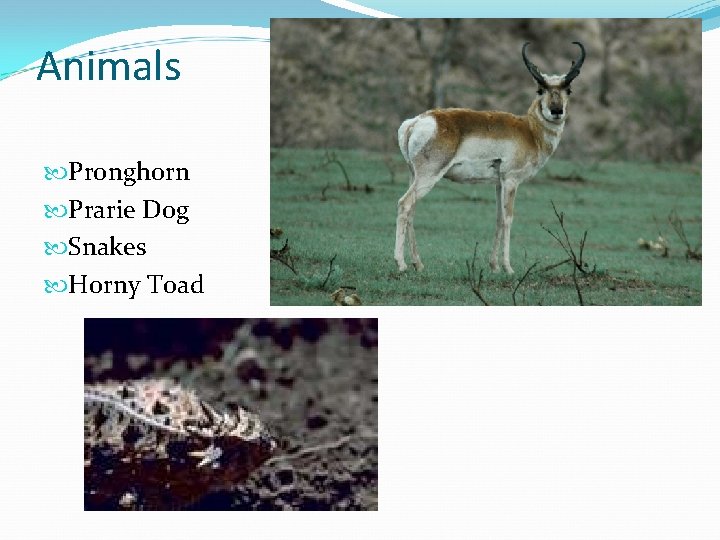 Animals Pronghorn Prarie Dog Snakes Horny Toad 