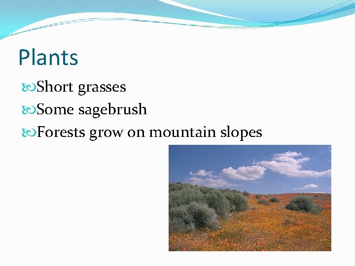 Plants Short grasses Some sagebrush Forests grow on mountain slopes 