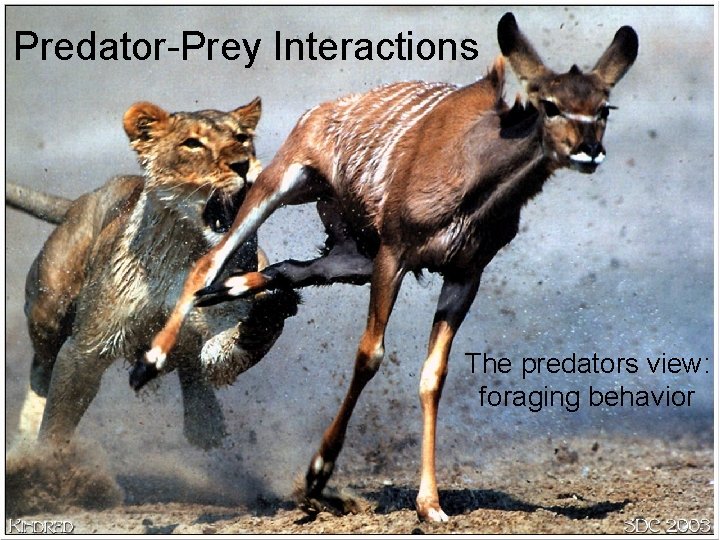 Predator-Prey Interactions The predators view: foraging behavior 