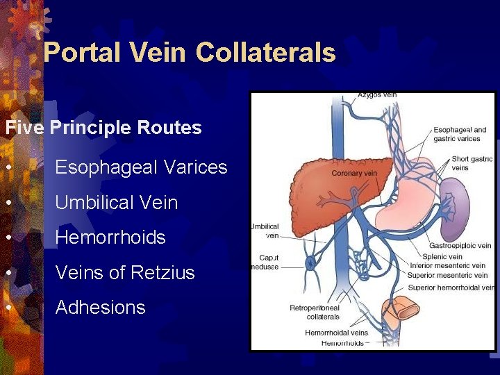 Portal Vein Collaterals Five Principle Routes • Esophageal Varices • Umbilical Vein • Hemorrhoids