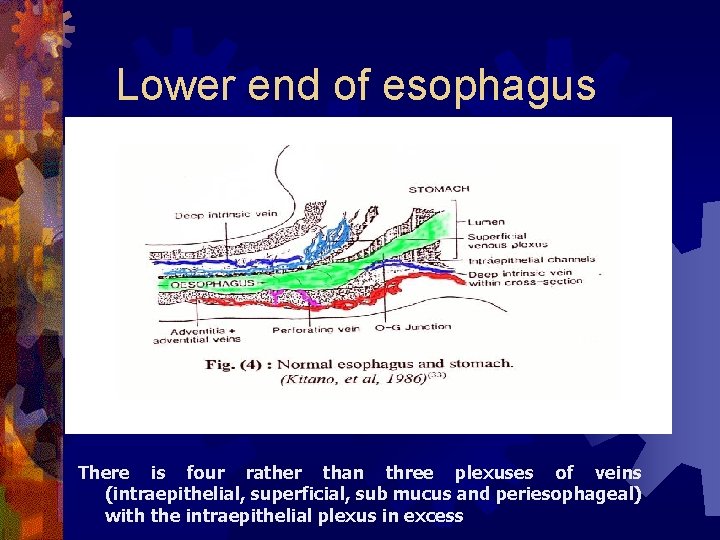 Lower end of esophagus There is four rather than three plexuses of veins (intraepithelial,
