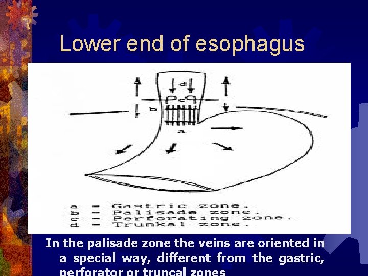 Lower end of esophagus In the palisade zone the veins are oriented in a
