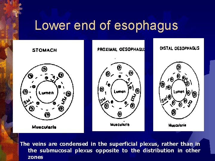 Lower end of esophagus The veins are condensed in the superficial plexus, rather than