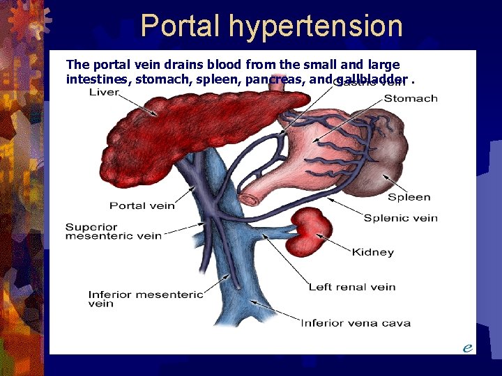 Portal hypertension The portal vein drains blood from the small and large intestines, stomach,