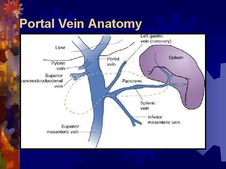 Portal Vein Anatomy 