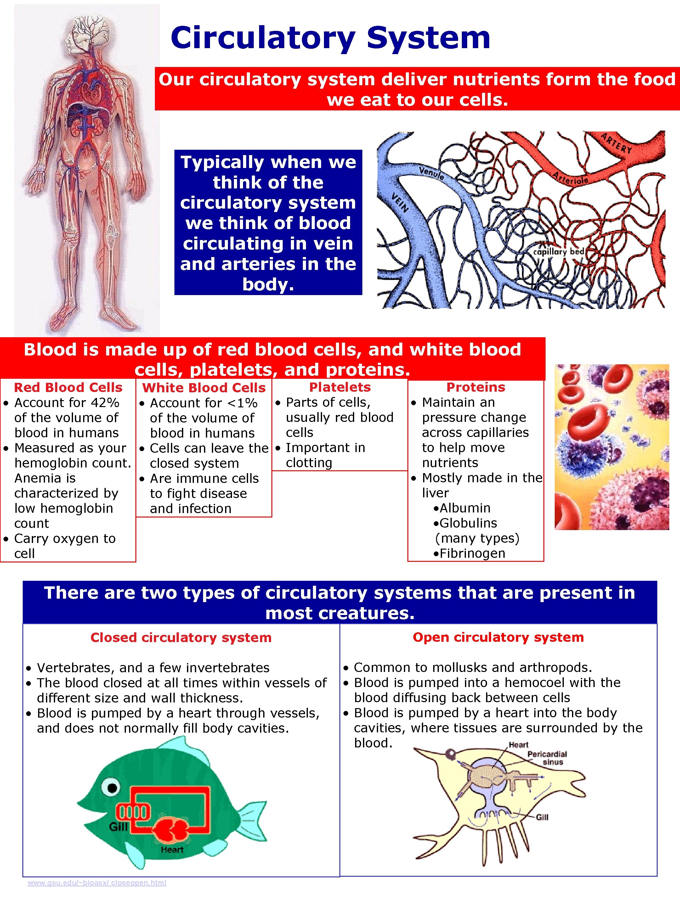 Circulatory System Our circulatory system deliver nutrients form