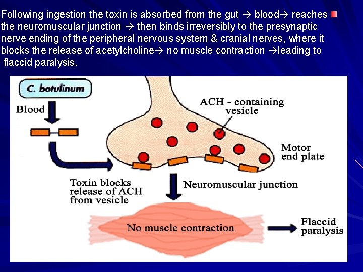 Following ingestion the toxin is absorbed from the gut blood reaches the neuromuscular junction