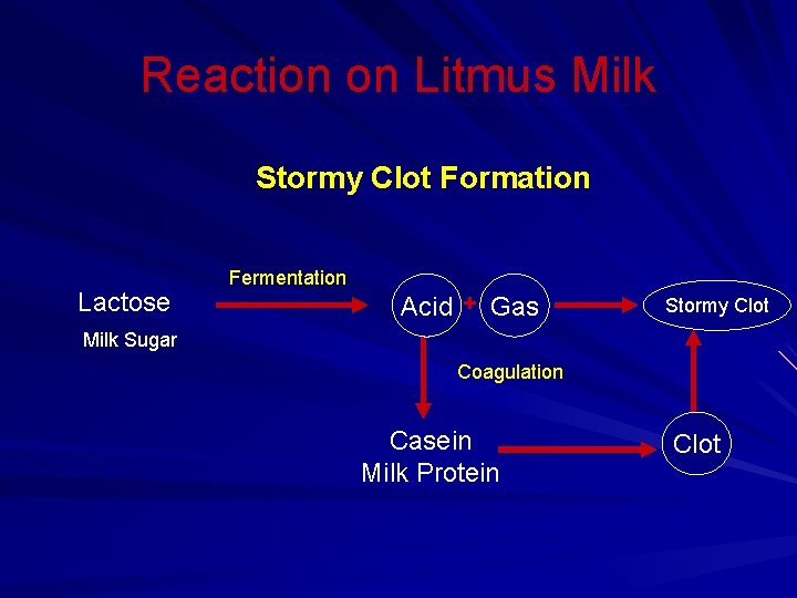 Reaction on Litmus Milk Stormy Clot Formation Lactose Fermentation Acid + Gas Stormy Clot